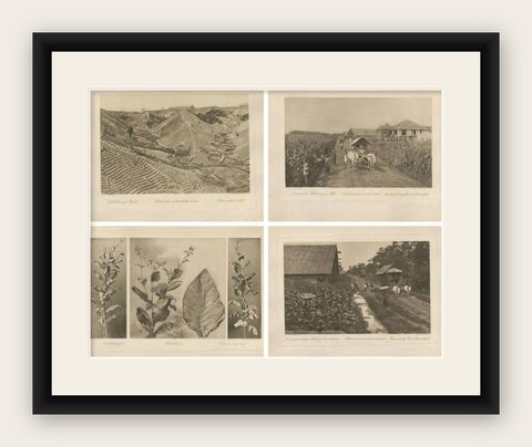 Set of 4 Tobacco Industry Photogravures, Sumatra’s O.K., C.J. Kleingrothe, 1910, shown framed