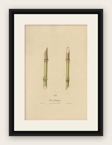 Antique Sugarcane Chromolithograph, Teboe Glonggong, Java 1892, shown framed