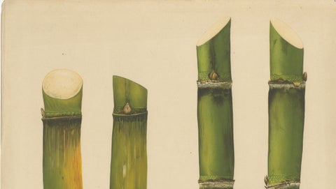Antique Sugarcane Chromolithograph, Teboe Ardjoeno and Teboe Mangis idjo, 1892, close-up 4