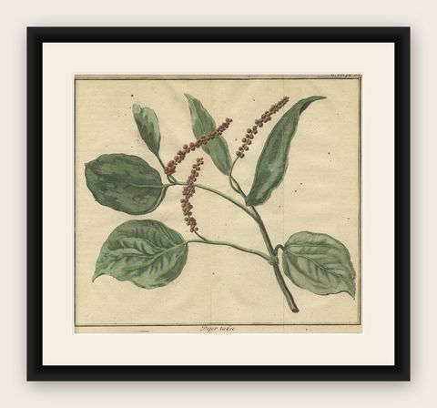 Old Hand-Colored Copper Engraving of a Pepper Branch, 1739, shown framed