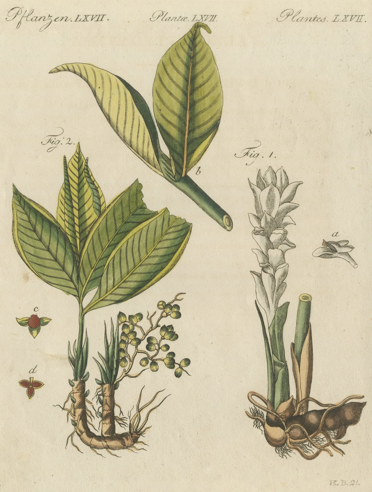 Zedoary and Grains of Paradise Spice Plants, Antique Bertuch Print, circa 1805