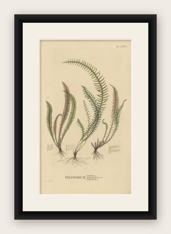 Majestically Handcolored Lithograph of Ferns of Indonesia 'Polypodium', 1829, shown framed