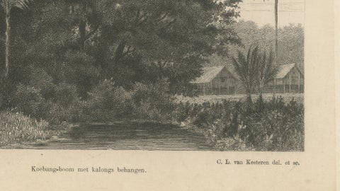 Antique Print of Koebang Tree with Kalongs, Sumatra by van Kesteren c.1887, close-up 4