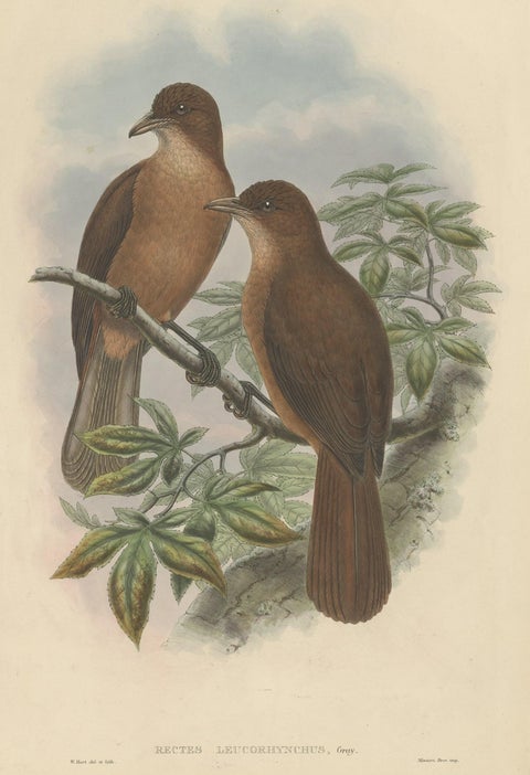 Antique Bird Print of the White-Billed Wood-Shrike of Papua by Gould, ca.1880, view 3