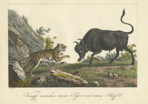 Antique Hand-colored Print of a Fighting Tiger and Buffalo in Indonesia, c.1830, view 3