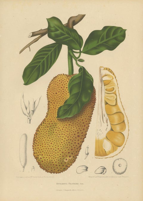 Original Antique Jackfruit Botanical Chromolithograph by Hoola van Nooten, 1880, close-up 1