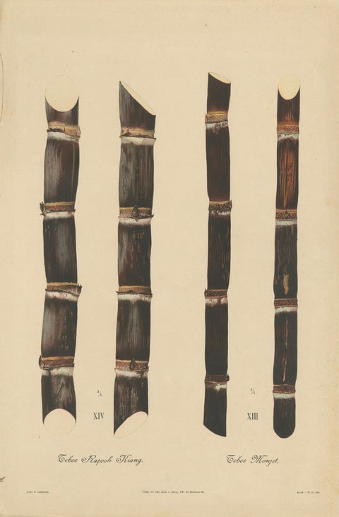 Antique Sugarcane Chromolithograph, Teboe Monjet and Teboe Rapooh Kiang, 1892, close-up 1