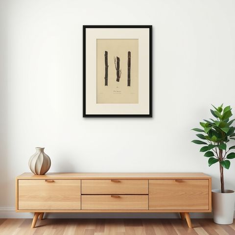 Antique Sugarcane Chromolithograph, Teboe Djampirik, Java 1892, shown framed on a wall, true to size
