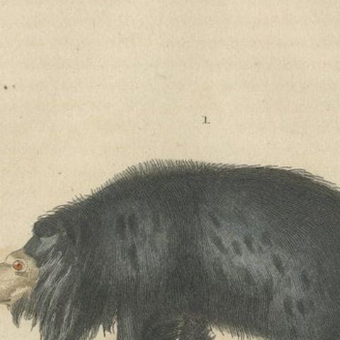 Old Hand-Colored Print of a Big Lipped Bear and Bali-Collared Soar or Hog Badger, close-up 3