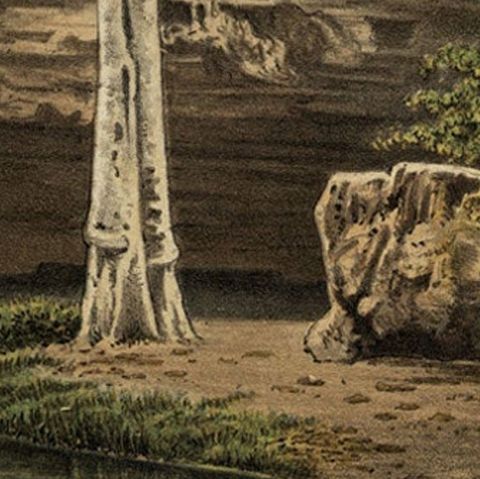 Antique Print of the Djati Forest or Teak Forest, Indonesia, 1888, close-up 2