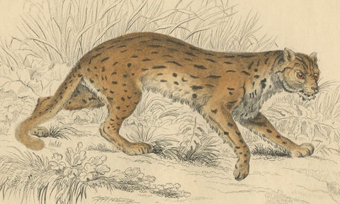 Hand-Colored Print of the Javan Leopard from Jardine's Natural History, 1860, close-up 3