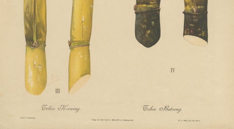 Antique Sugarcane Chromolithograph, Teboe Koening and Teboe Batoeng, Java 1892, close-up 3
