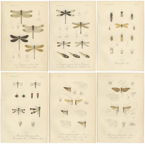 Set of 6 Antique 1887 Sumatra Dragonfly and Insect Lithographs, Fauna Studies, view 9