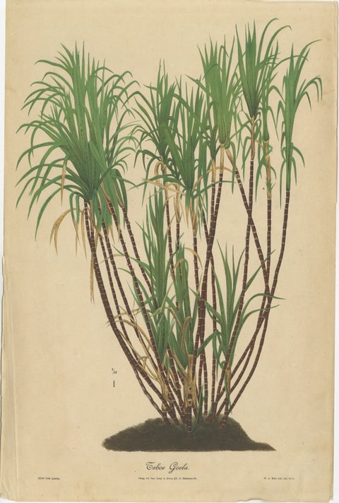 Antique Sugarcane Chromolithograph, Teboe Goela Java, Meyn after Soltwedel 1892, view 2