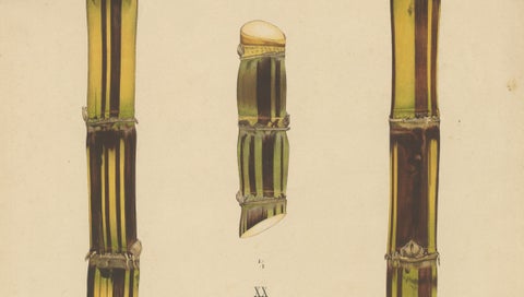 Antique Sugarcane Chromolithograph, Teboe Soerat Njaplong, Java 1892, close-up 4