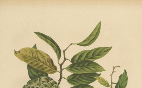 Antique Sugar Apple Botanical Chromolithograph by Hoola van Nooten, c. 1880, close-up 3