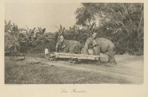 Logging Elephants, Lau Boentoe, Antique Dutch East Indies Photo c.1910, close-up 3