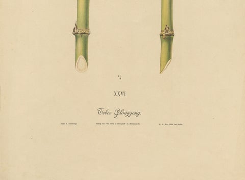 Antique Sugarcane Chromolithograph, Teboe Glonggong, Java 1892, close-up 2