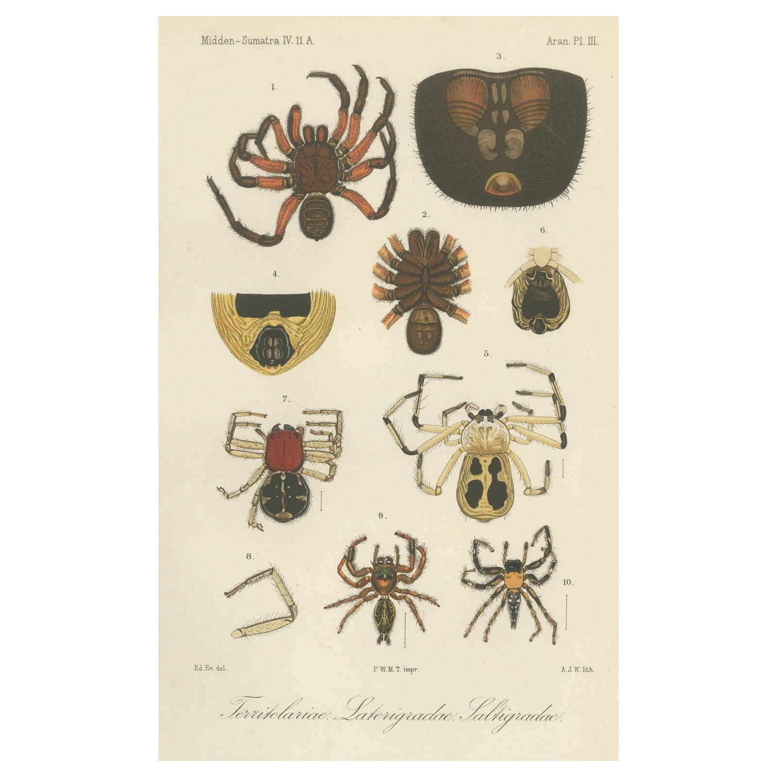 Antique Print of Sumatran Spiders, Mygalomorphs & Jumping Spiders, c.1887