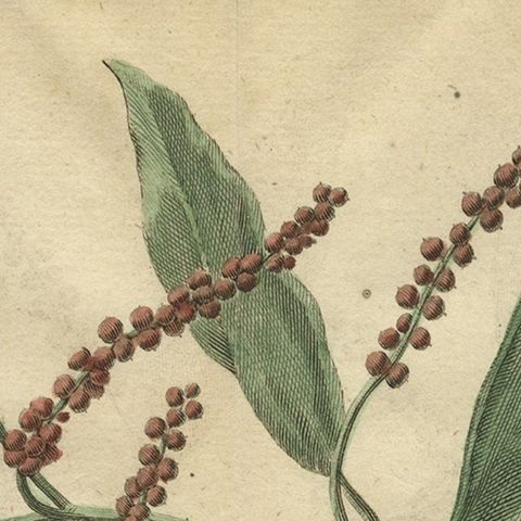 Old Hand-Colored Copper Engraving of a Pepper Branch, 1739, close-up 2