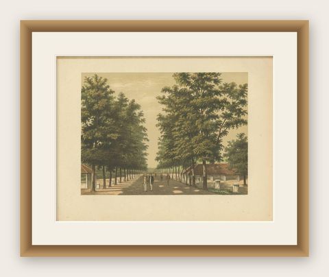 Antique Print of Avenue Paja Koembah 'Sumatra' by M.T.H. Perelaer, 1888, shown framed