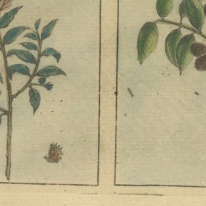 Colored Antique Print of Plants, Trees and Indonesian Natives with VOC Men, 1726, close-up 1