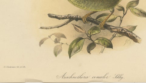 Antique Lithograph of Plain-colored Spiderhunter by Keulemans, Sumatra c.1887, close-up 3