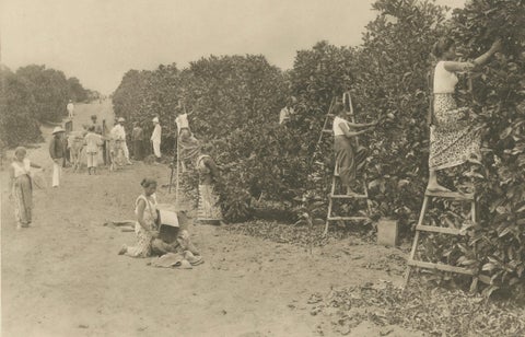 Coffee Fermentation Sheds and Harvest, Padang Roetan, Sumatra, c.1910, close-up 4