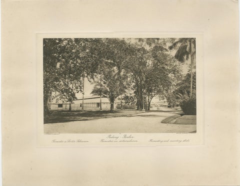 Coffee Fermentation Sheds and Harvest, Padang Roetan, Sumatra, c.1910, view 3