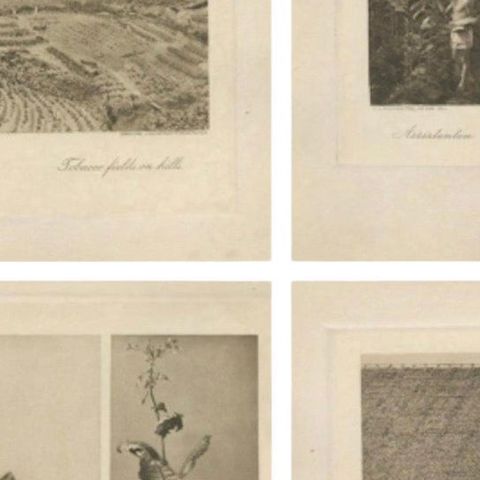Set of 4 Tobacco Industry Photogravures, Sumatra’s O.K., C.J. Kleingrothe, 1910, close-up 3