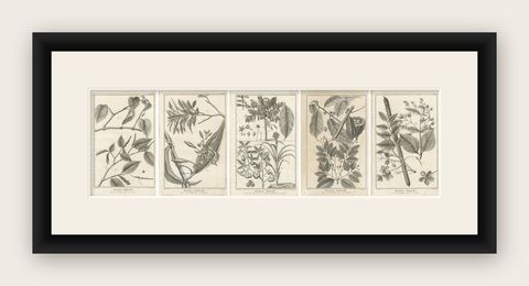Set of Five Antique Engravings of Spices and Colonial Crops by Diderot, 1770, shown framed