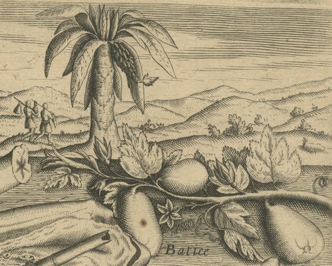 Aromatic Treasures of the Indies: The Enchanting Scents of De Bry’s Collection, close-up 4