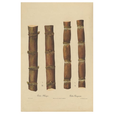 Antique Sugarcane Chromolithograph, Teboe Mangis and Teboe Tangeran, 1892