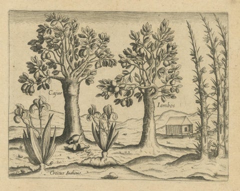 Exotic Flora of the Indies: The Cajus and Jambos Trees Copper Engraved in 1601, close-up 2