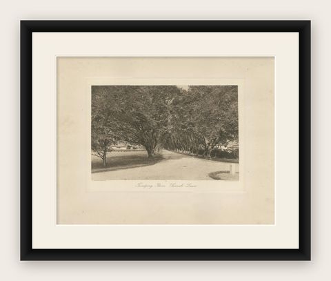 Avenue of Trees, Tandjong Poera, Sumatra, Kleingrothe, Dutch East Indies c1910, shown framed