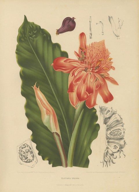 Antique Botanical Chromolithograph of Torch Ginger by Hoola van Nooten, c.1880, close-up 1