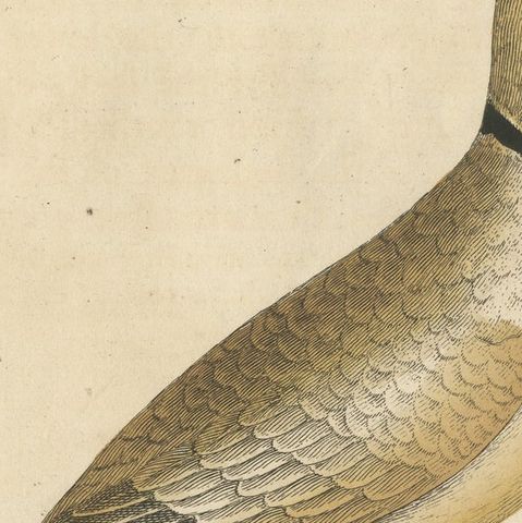 Antique Bird Print of a Turtle Dove from the East Indies, close-up 2