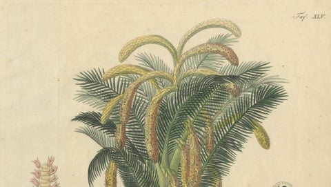 Antique Sago Palm Botanical Print, Copper Engraving, c.1831, close-up 2