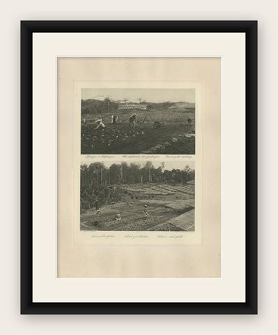 Tobacco Seed Fields, Deli Region, Sumatra, Dutch East Indies, c.1910, shown framed