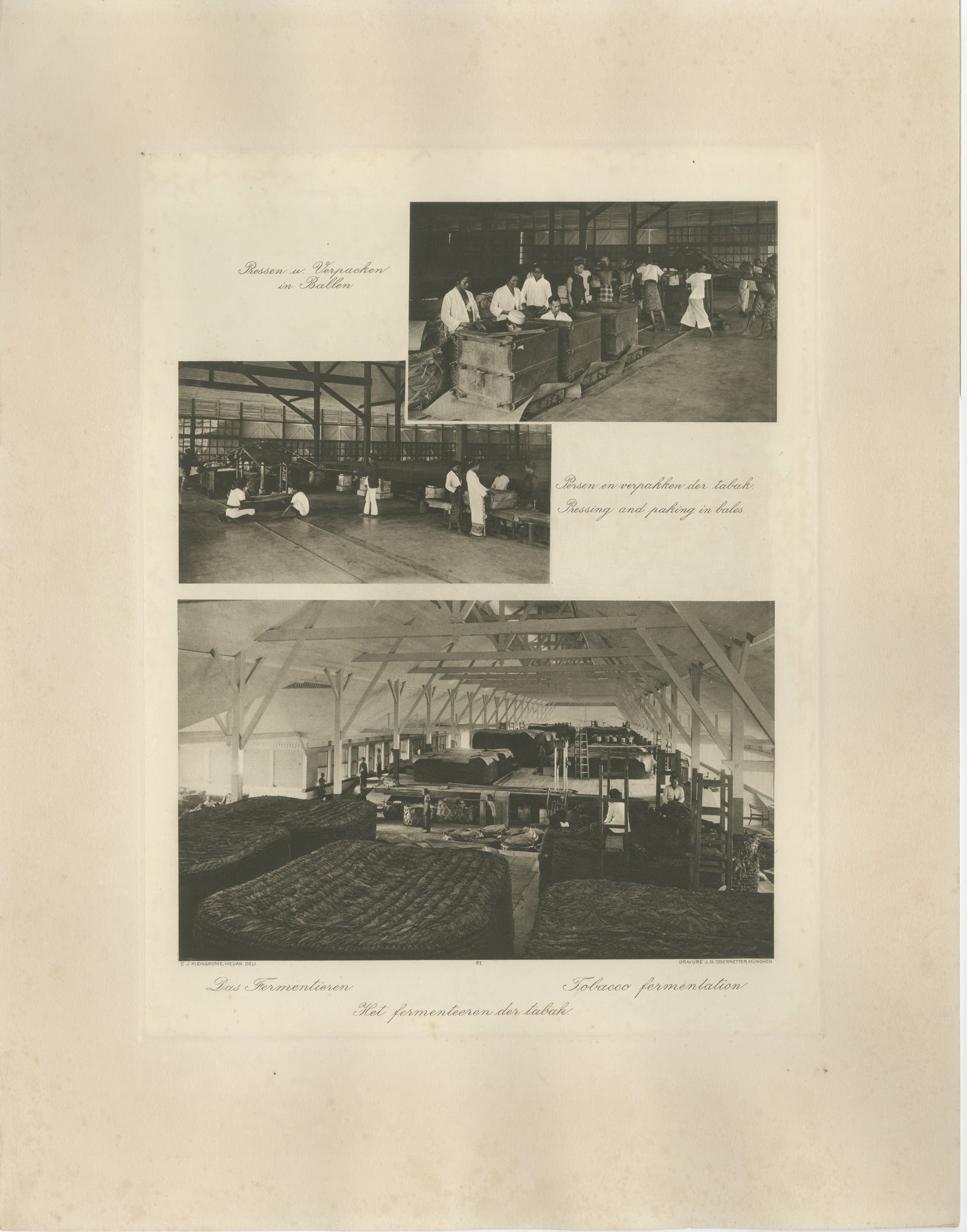 Tobacco Fermentation & Packing, Deli, Sumatra, Kleingrothe, c.1900