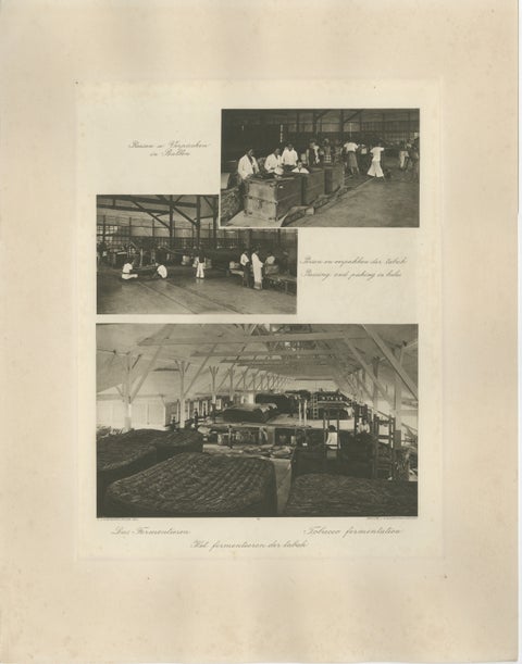 Tobacco Fermentation & Packing, Deli, Sumatra, Kleingrothe, c.1900