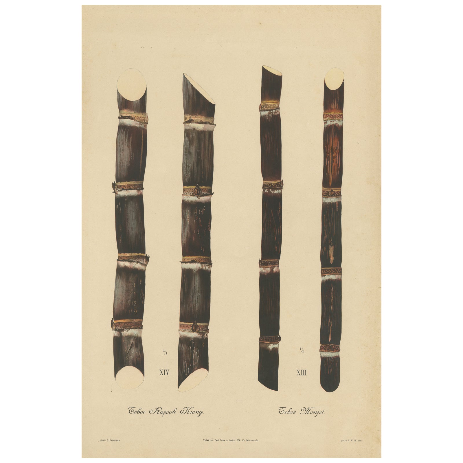 Antique Sugarcane Chromolithograph, Teboe Monjet and Teboe Rapooh Kiang, 1892