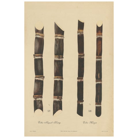 Antique Sugarcane Chromolithograph, Teboe Monjet and Teboe Rapooh Kiang, 1892