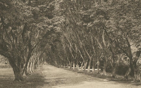Avenue of Trees, Tandjong Poera, Sumatra, Kleingrothe, Dutch East Indies c1910, close-up 4