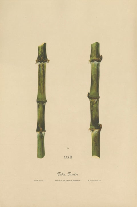 Antique Sugarcane Chromolithograph, Teboe Troeboe, Java 1892, close-up 1