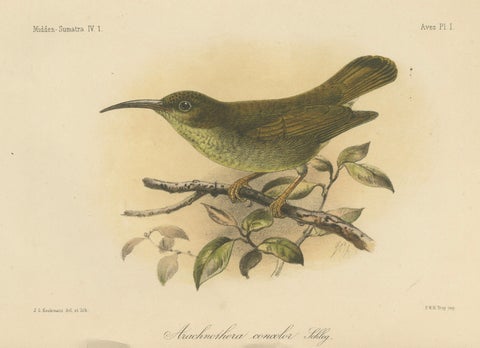 Antique Lithograph of Plain-colored Spiderhunter by Keulemans, Sumatra c.1887, close-up 1