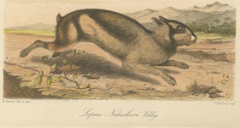 Sumatran Hare, Lepus Netscheri Schlegel, 19th Century Antique Lithograph, close-up 3