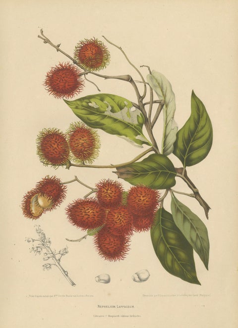 Original Antique Rambutan Botanical Chromolithograph by Hoola van Nooten, c.1880, close-up 1