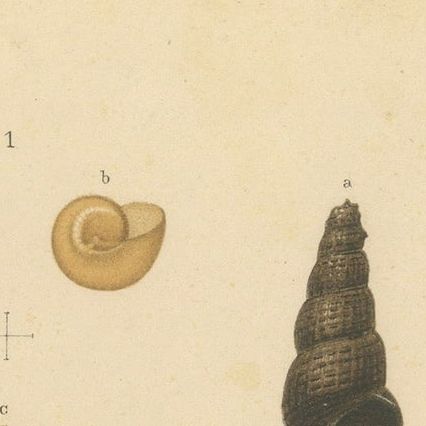 Antique Shell Print of Sumatran Snails, Helicarion, Pupina, Melania c.1887, close-up 4
