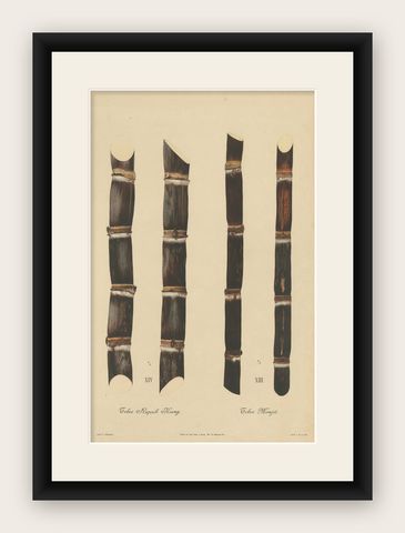 Antique Sugarcane Chromolithograph, Teboe Monjet and Teboe Rapooh Kiang, 1892, shown framed